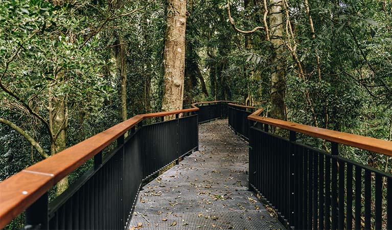 Walk with the Birds boardwalk, Dorrigo National Park. Photo: Jay Black &copy; DPE