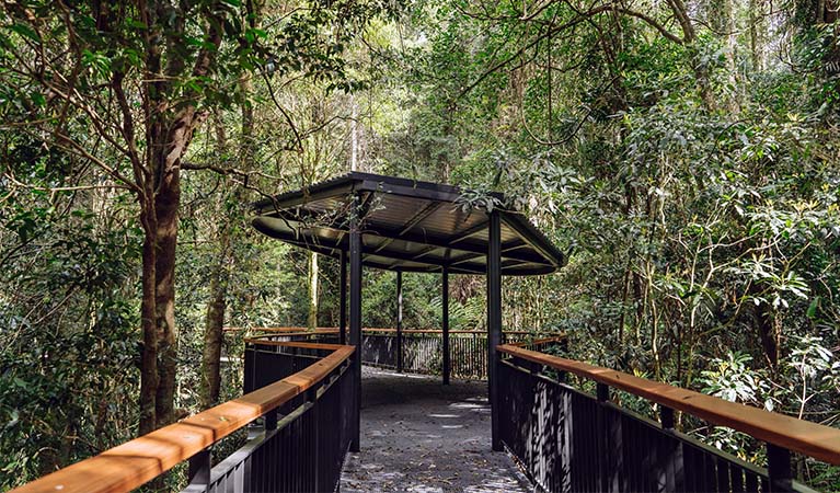 Walk with the Birds boardwalk, Dorrigo National Park. Photo: Jay Black &copy; DPE