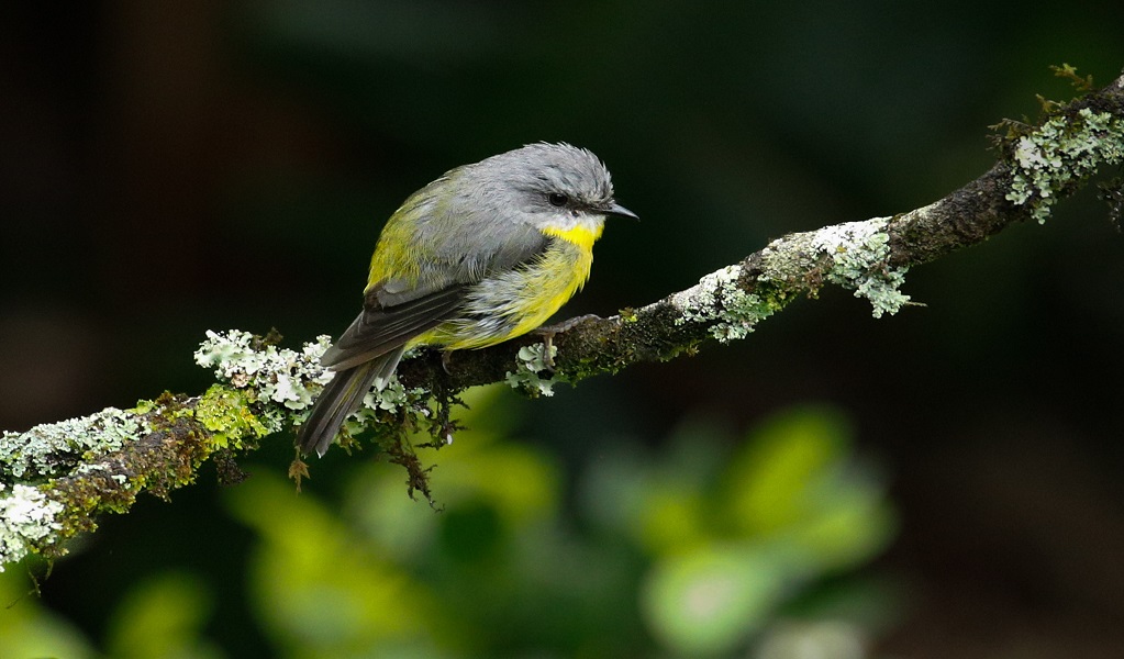 Eastern yellow robin perched on a tree branch, Dorrigo National Park. Photo: Andrew Turbill/DCCEEW &copy; DCCEEW