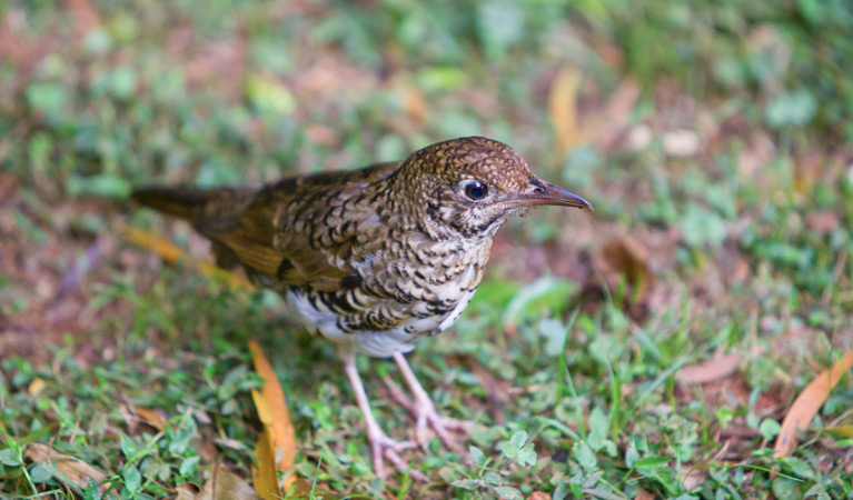 Walk with the Birds boardwalk, Dorrigo National Park. Photo: Jay Black &copy; DPE