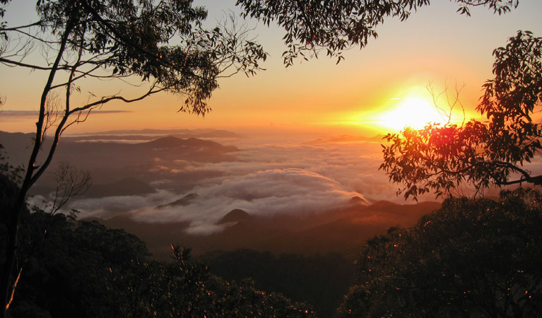 Waterwall Way scenic drive, Dorrigo National Park. Photo: M Dweyer