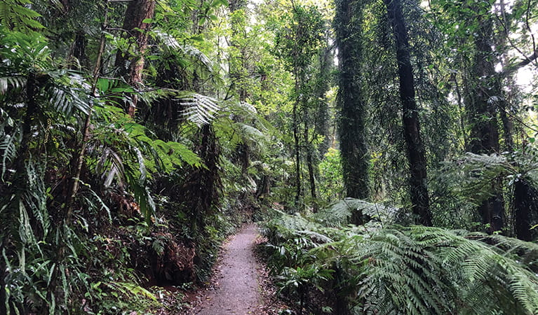 Tall rainforest hugs both sides of the track for Wonga walk. Credit: Natasha Webb. &copy; Natasha Webb/DPIE