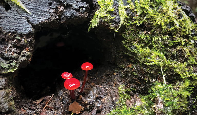 Tiny red mushroom fungi growing in a moss covered log. Credit: Natasha Webb. &copy; Natasha Webb/DPIE