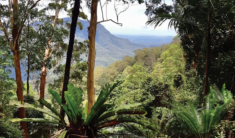 Views from a lookout showing lush forest, tall trees, and blue-coloured mountains in the background. Credit: Darrin Tucker. &copy; Darrin Tucker/DPIE