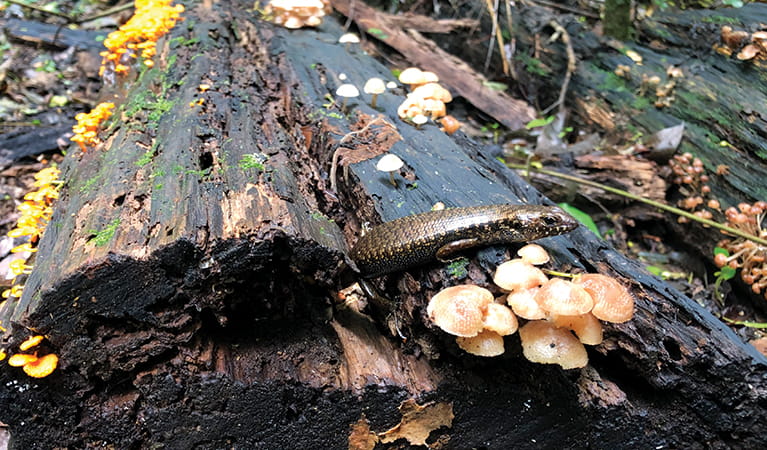 A small lizard peers out from a log covered in colourful fungi. Credit: Natasha Webb. &copy; Natasha Webb/DPIE
