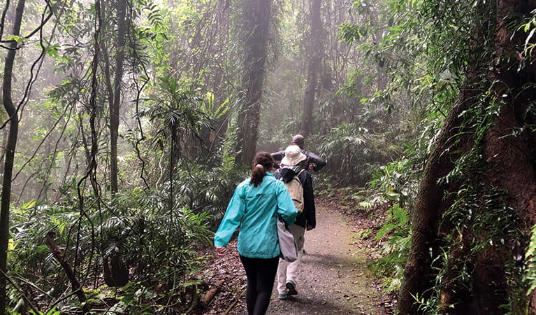 People walking through the mist in the rainforest along Wonga walk. Credit: Natasha Webb. &copy; Natasha Webb/DPIE