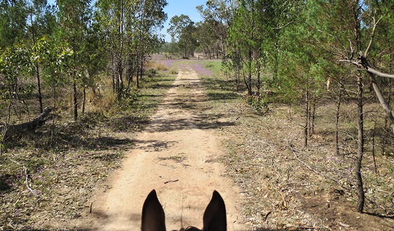 Horse riding trails, Dthinna Dthinnawan National Park. Photo: Michael Lieberman