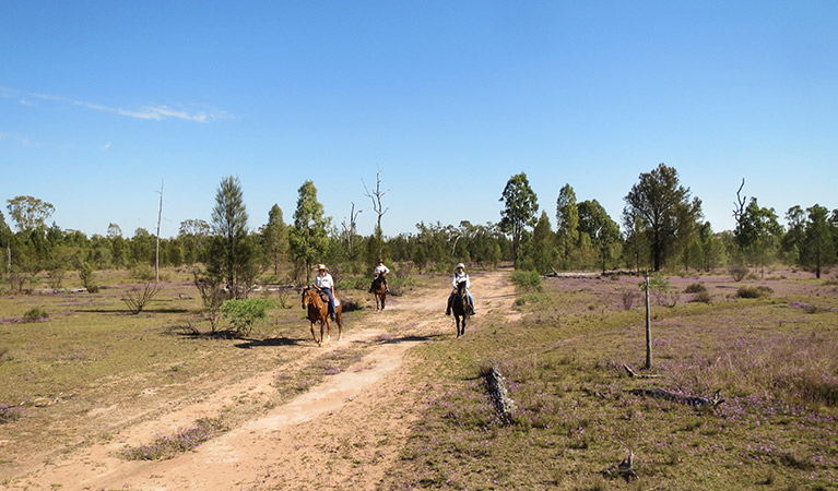 Horse riding trails, Dthinna Dthinnawan National Park. Photo: Michael Lieberman