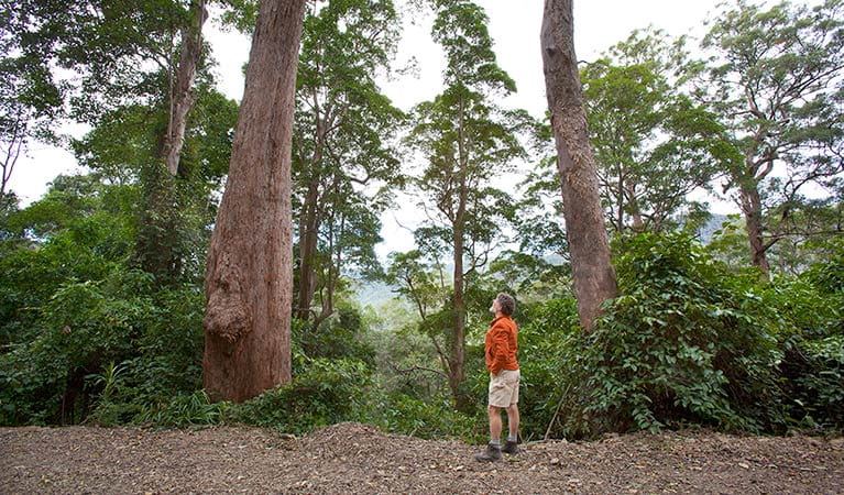Rainforest, Dunggir National Park. Photo: Robert Cleary &copy; DPIE