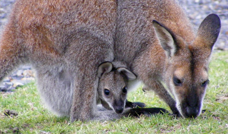 Beachcomber Holiday Park, Eurobodalla National Park. Photo: N Fallshaw