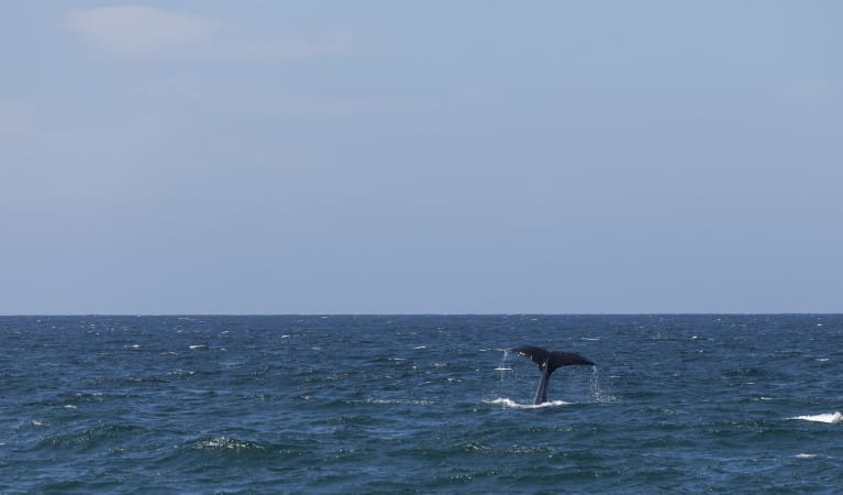 A whale tale at Bingi Bingi Point in Eurobodalla National Park. Photo: David Finnegan &copy; OEH