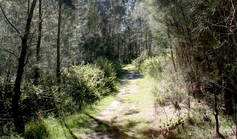 Bingi Dreaming walking track, Eurobodalla National Park. Photo &copy; Christina Bullivant