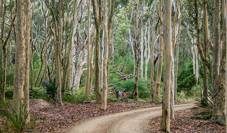 Cars and caravans at Brou Lake campground. Photo: Dina Bullivant/NSW Government