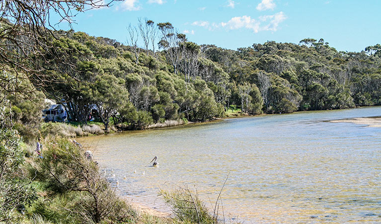 Coastline and pelicans at Congo campground in Eurobodalla National Park. Photo: Christina Bullivant/DPIE