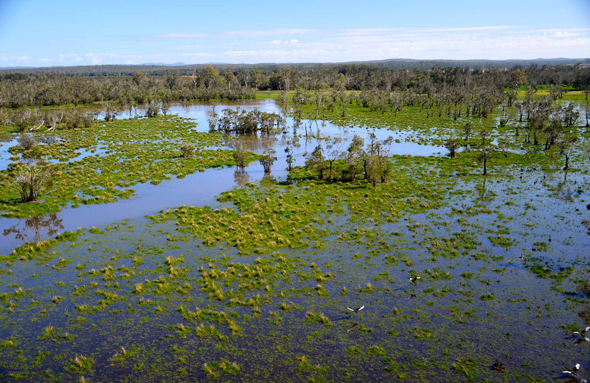 Everlasting Swamp after flooding. Photo: L Orel/OEH
