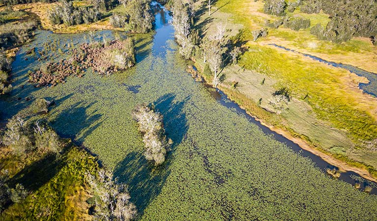 Aerial view of creek in Everlasting Swamp National Park. Photo: John Spencer/OEH 