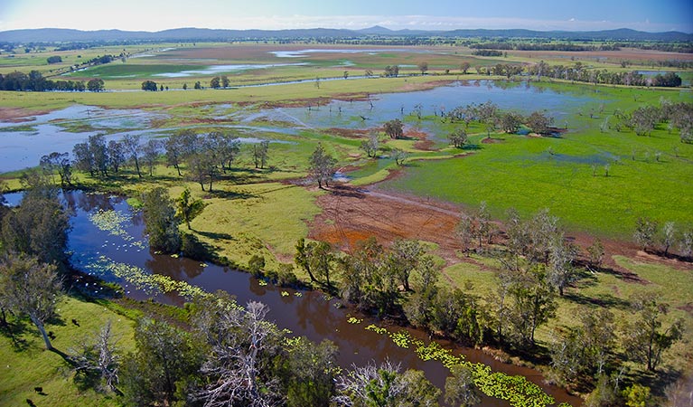 Everlasting Swamp wetland after flooding. Photo: L Orel/OEH 