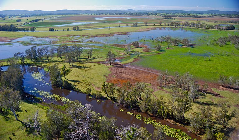 Everlasting Swamp wetland after flooding. Photo: L Orel/OEH 