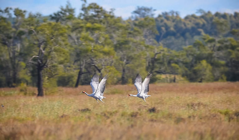 A pair of brolgas taking flight. Photo: J Robertson/OEH 