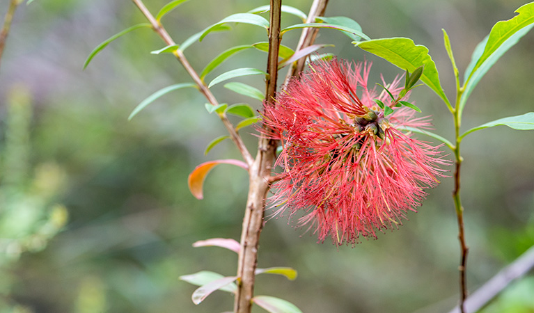 Cawleys Road trail, Garawarra State Conservation Area. Photo: John Spencer &copy; OEH