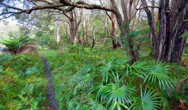 Garawarra State Conservation Area. Photo: Nick Cubbin &copy; DPIE