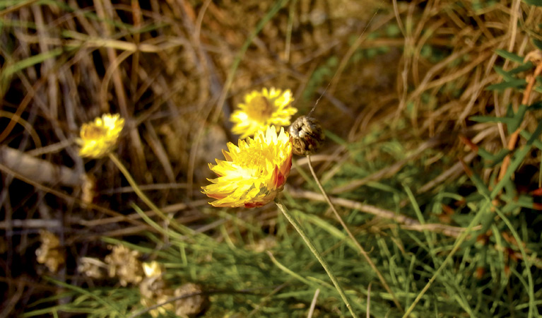 Paper Daisies, Gardens of Stone National Park. Photo: R Nicolai/NSW Government