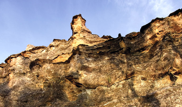 The Newnes Plateau Cliffs, Gardens of Stone National Park. Photo: R Nicolai/NSW Government