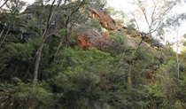 Rhodophyta, Gardens of Stone National Park, Monundilla Sector of the Greater Blue Mountains World Heritage Area. Photo: R Nicolai/NSW Government