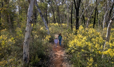 A woman and child on Broad Swamp loop walk surrounded by blossoming yellow wildflowers in Gardens of Stone State Conservation Area. Credit: John Spencer &copy; DCCEEW