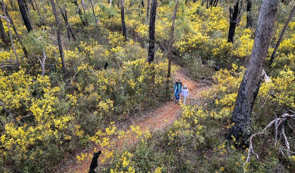 An aerial image of woman and child surrounded by blossoming yellow wildflowers along Broad Swamp loop walk. Credit: John Spencer &copy; DCCEEW