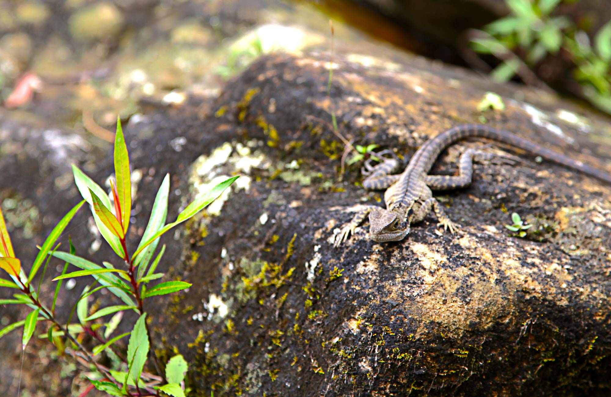 Lizard. Photo: Shaun Sursok