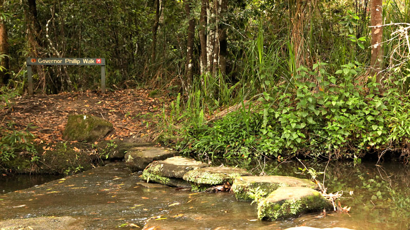 Carroll Creek track, Garigal National Park. Photo &copy; Shaun Sursok