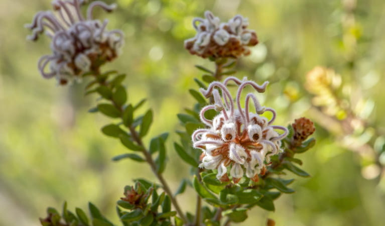 A grey spider flower, found on the Pipeline and Bungaroo tracks to Stepping Stones Crossing in Garigal National Park. Photo: John Spencer/OEH