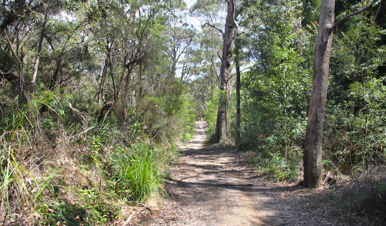 Heath and Bare Creek trails, Garigal National Park. Photo: Kim McClymont/NSW Government