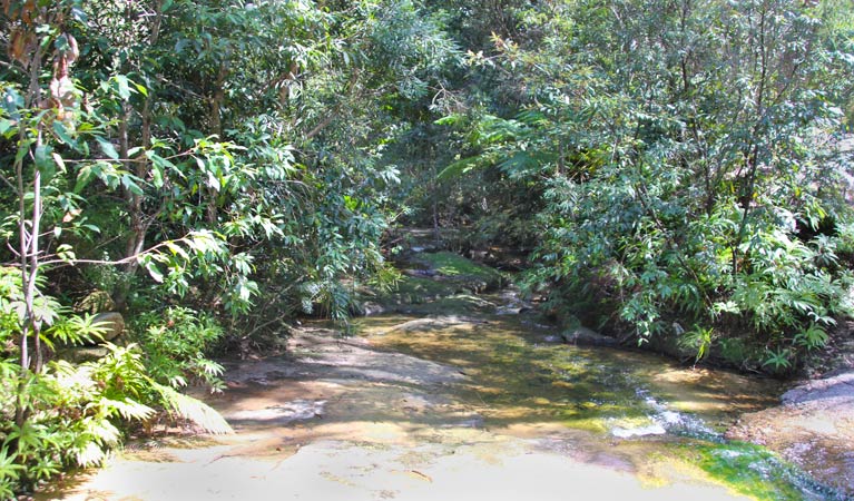 Heath and Bare Creek Trails, Garigal National Park. Photo: Kim McClymont