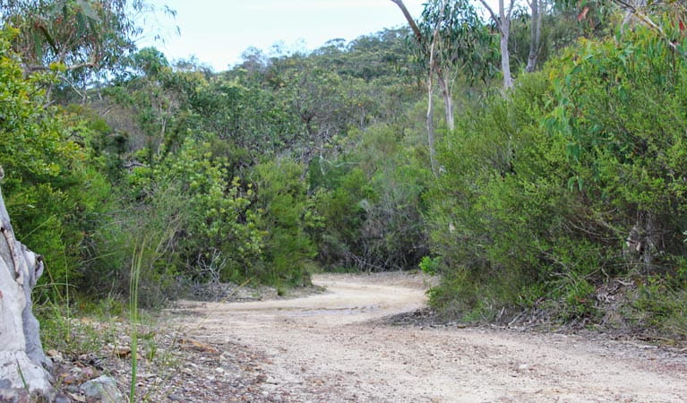 Heath and Bare Creek Trails, Garigal National Park. Photo: Kim McClymont/NSW Government