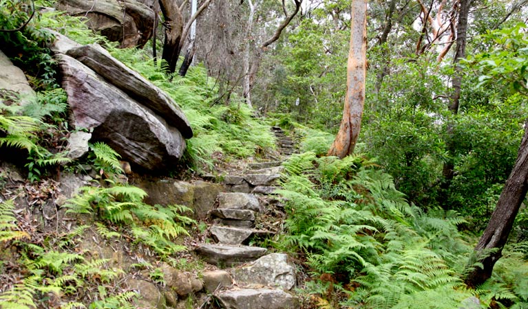 Natural Bridge to Davidson Park walk, Garigal National Park. Photo &copy; Shaun Sursok