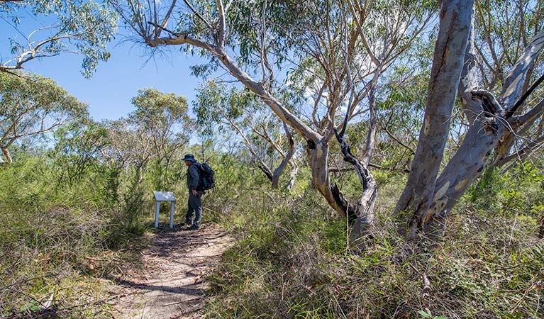 Pipeline and Bungaroo tracks to Stepping Stones Crossing, Garigal National Park. Photo: John Spencer &copy; OEH