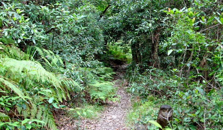 Seaforth Oval Natural Bridge track, Garigal National Park. Photo &copy; Shaun Sursok