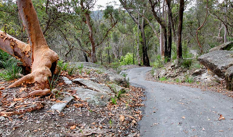 Stepping Stone Crossing to Cascades trail, Garigal National Park. Photo &copy; Shaun Sursok