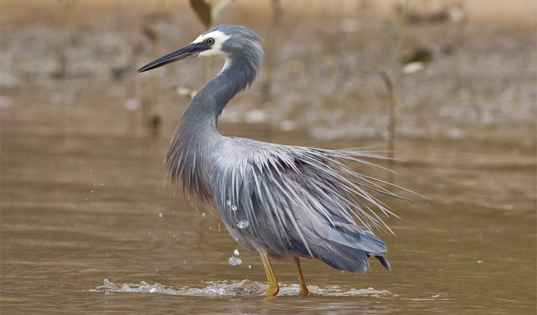 White faced heron. Photo &copy; Jon Turbill