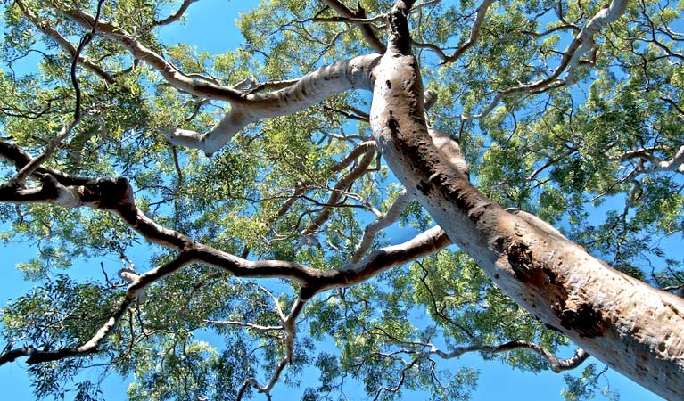 Ridge walking track, Georges River National Park. Photo: John Spencer