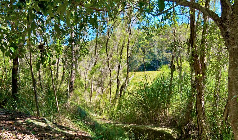 Yeramba Lagoon loop track, Georges River National Park. Photo: John Spencer