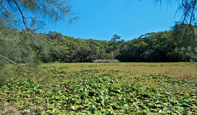 Landscape in Goerges River National Park. Photo: John Spencer