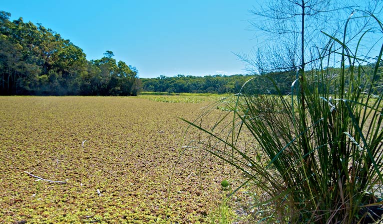 Yeramba Lagoon loop track, Georges River National Park. Photo: John Spencer