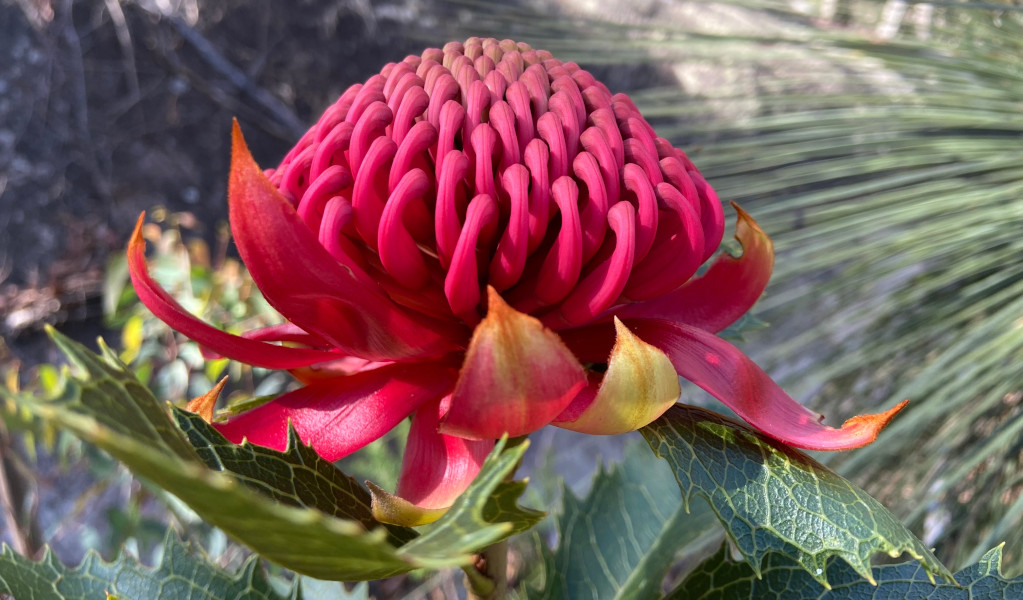 Gibraltar Waratah. Photo: Barbara Webster &copy; DPE