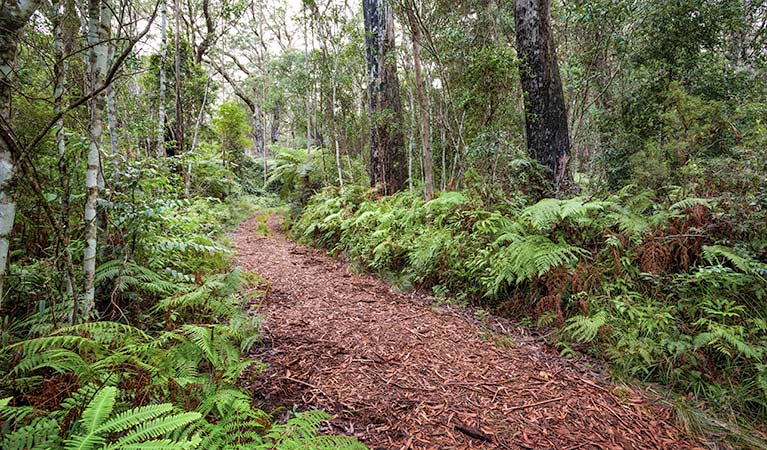 Forest walking track, Gibraltar Range National Park. Photo: Rob Cleary/Seen Australia