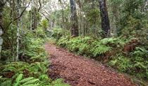 Forest walking track, Gibraltar Range National Park. Photo: Rob Cleary &copy; OEH