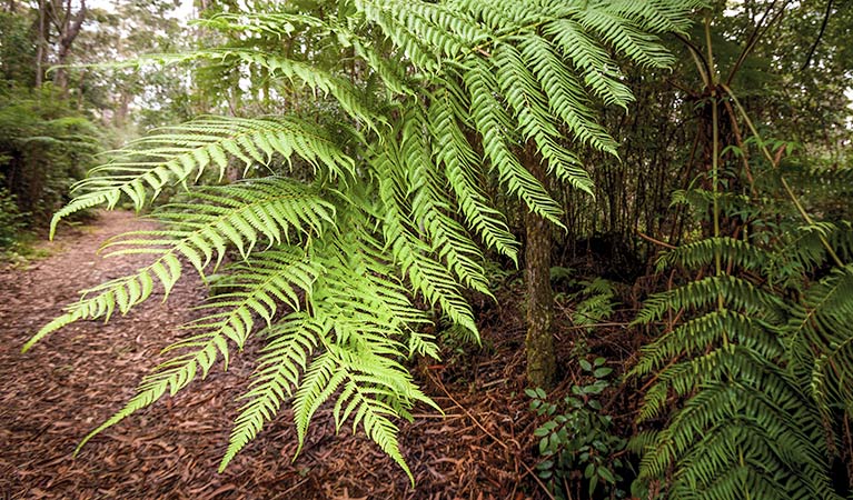 Forest walking track, Gibraltar Range National Park. Photo: Rob Cleary &copy; OEH