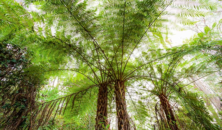 Forest walking track, Gibraltar Range National Park. Photo: Rob Cleary &copy; OEH